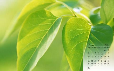 生机盎然的绿色叶子护眼图片桌面壁纸第3张