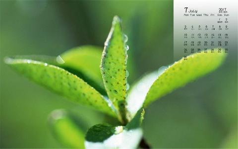 生机盎然的绿色叶子护眼图片桌面壁纸第5张