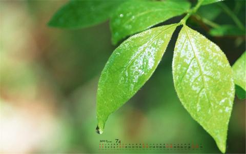树叶图片 _ 第(8)张