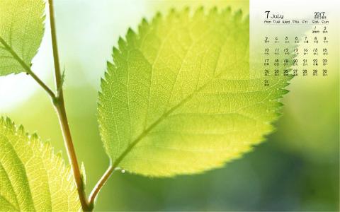 2017年7月护眼叶子风景日历壁纸第0张