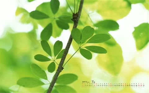 2017年7月护眼叶子风景日历壁纸第6张