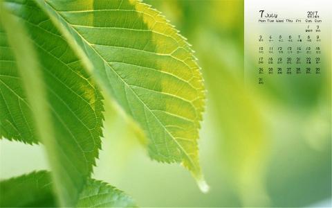 叶子图片 _ 第(8)张
