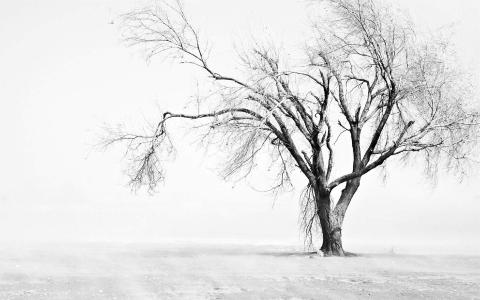 冬日雪景图片 _ 第(1)张