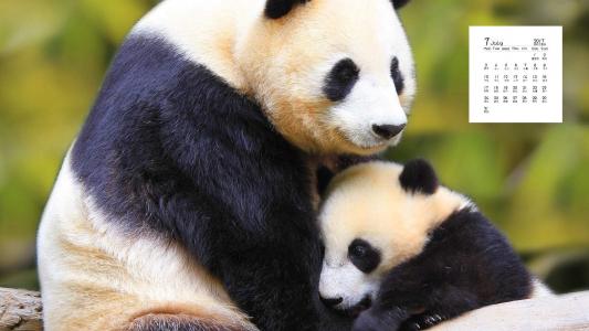 超可爱软萌大熊猫图片手机壁纸第0张