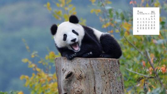 超可爱软萌大熊猫图片手机壁纸第2张