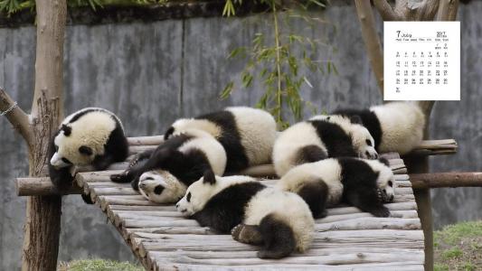 超可爱软萌大熊猫图片手机壁纸第4张