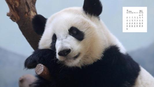 超可爱软萌大熊猫图片手机壁纸第5张