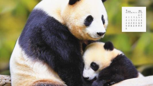 熊猫图片 _ 第(1)张