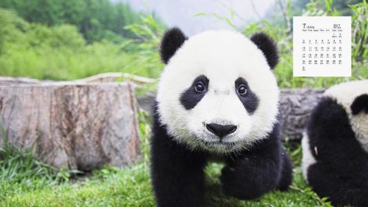 熊猫图片 _ 第(2)张