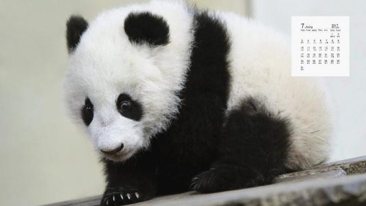 熊猫图片 _ 第(3)张