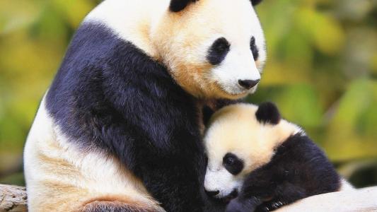 熊猫图片 _ 第(6)张