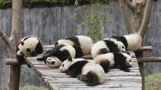 熊图片第3张