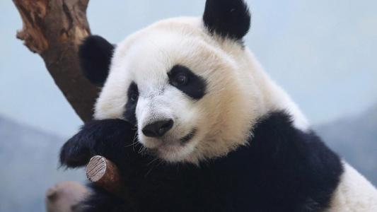 熊图片第4张