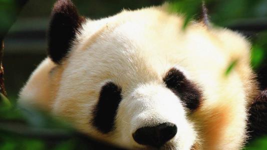 熊图片第5张
