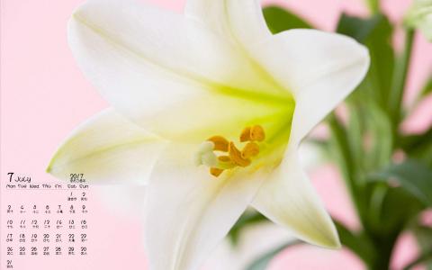 百合花图片 _ 第(1)张
