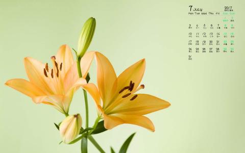 百合花图片 _ 第(3)张