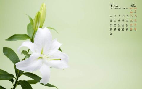 百合花图片 _ 第(4)张