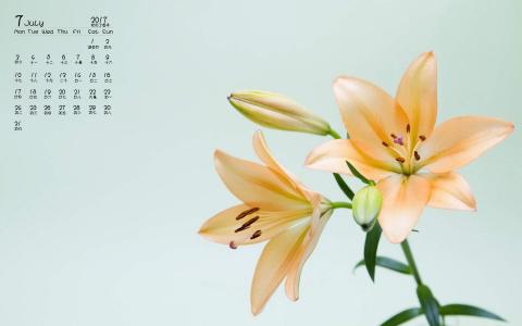 百合花图片 _ 第(6)张