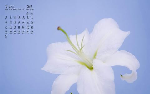 百合花图片 _ 第(7)张