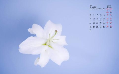 百合花图片 _ 第(8)张