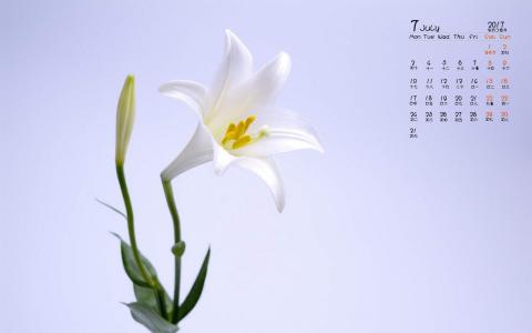 百合花图片 _ 第(9)张