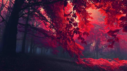 唯美秋季落叶景色图片手机壁纸第0张