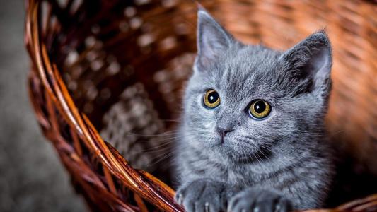 可爱卡通小猫咪高清图片手机壁纸第1张