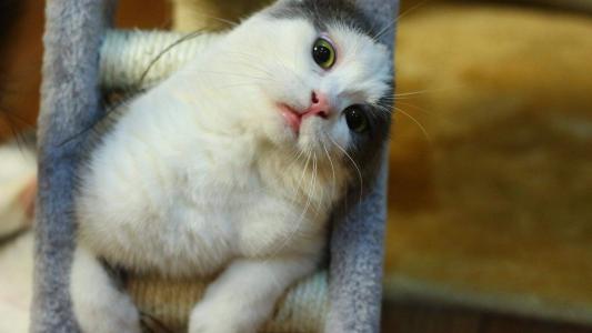 可爱卡通小猫咪高清图片手机壁纸第2张