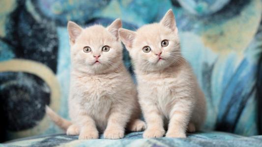 可爱卡通小猫咪高清图片手机壁纸第4张