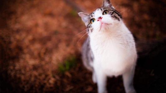 可爱卡通小猫咪高清图片手机壁纸第5张