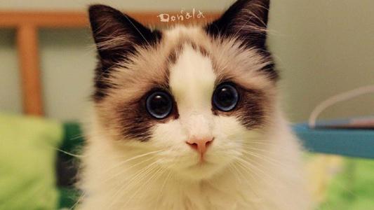 90后性感小猫咪写真第2张