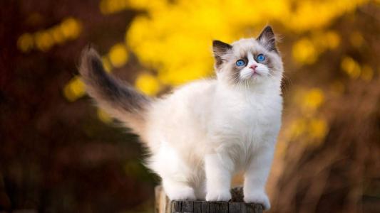 90后性感小猫咪写真第4张
