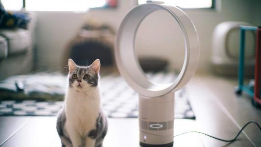 90后性感小猫咪写真第0张