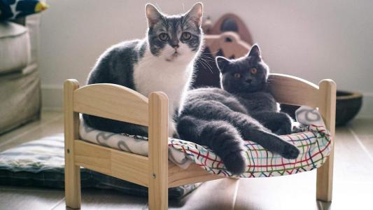 90后性感小猫咪写真第2张