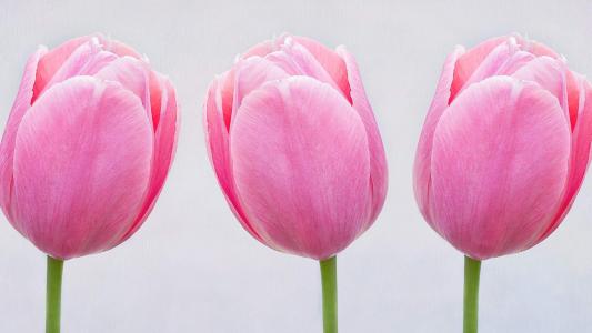 郁金香第5张