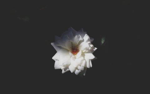图片 _ 第(4)张