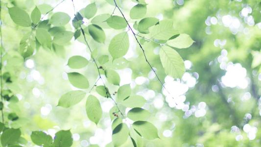 初冬美景银杏树叶高清桌面壁纸图片下载第2张