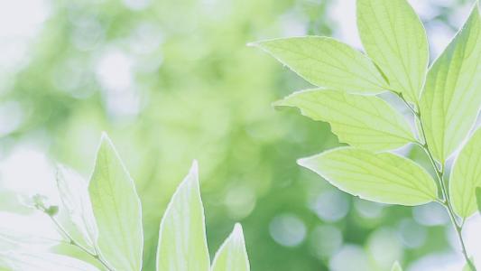 初冬美景银杏树叶高清桌面壁纸图片下载第5张