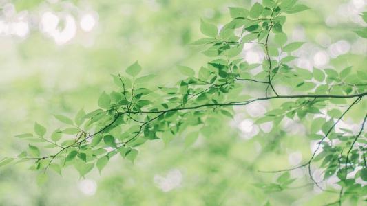 初冬美景银杏树叶高清桌面壁纸图片下载第6张
