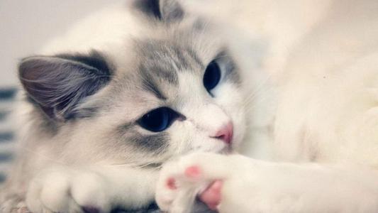 超可爱小猫图片高清手机壁纸第1张