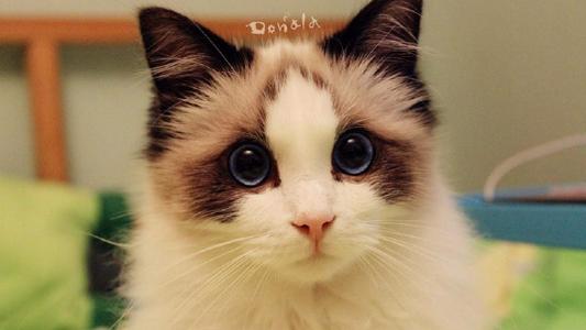 超可爱小猫图片高清手机壁纸第3张