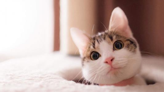 90后性感小猫咪写真第0张