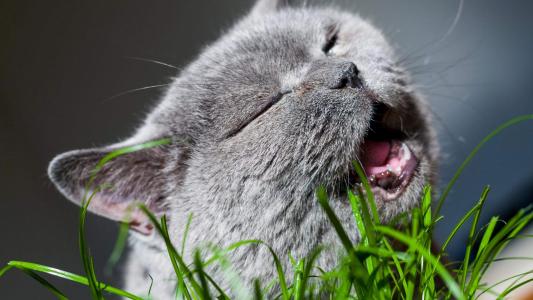 90后性感小猫咪写真第5张