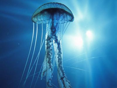 可爱海洋生物海龟图片桌面壁纸第5张