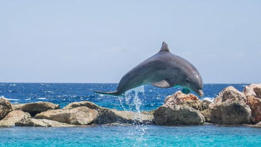 海豚第2张