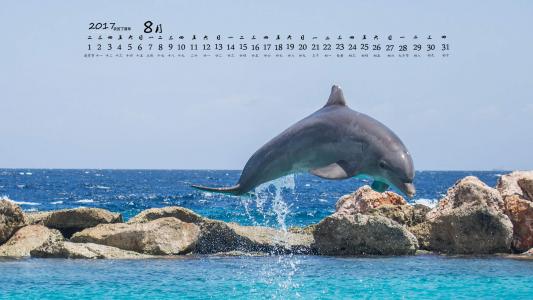 海豚第3张