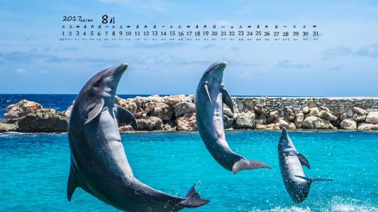 海豚第5张