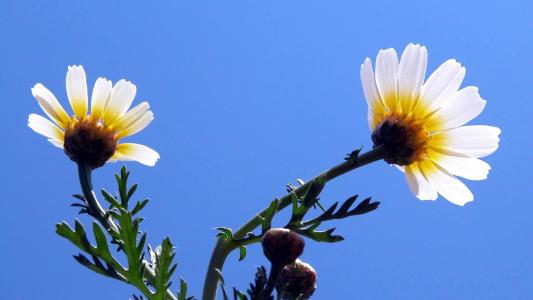 朵朵花卉唯美清新桌面壁纸第2张