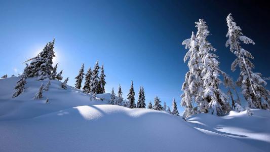冬天树木森林白雪自然风景精选桌面壁纸图片下载第3张