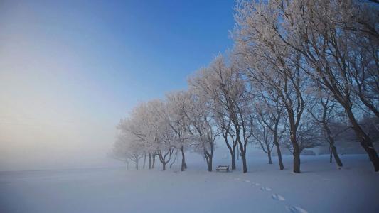 冬天树木森林白雪自然风景精选桌面壁纸图片下载第4张